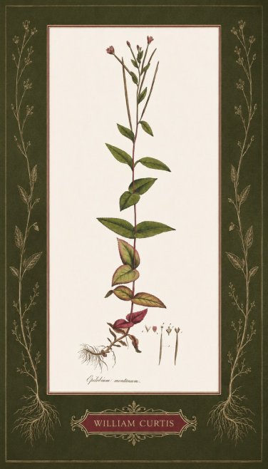 William Curtis Epilobium Montanum. No5 - Juliste