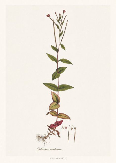 William Curtis Epilobium Montanum. No6 - Juliste