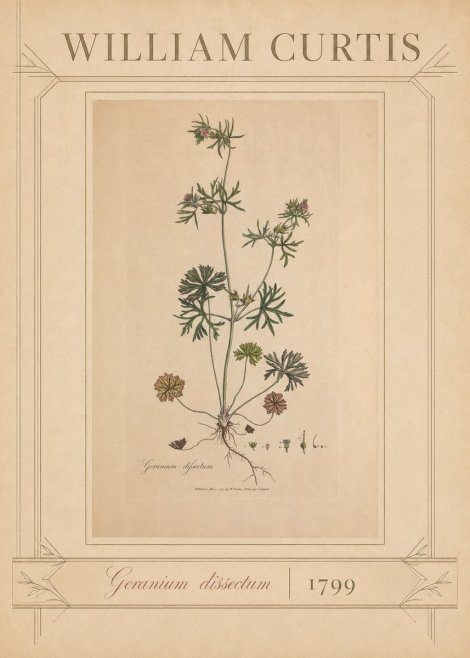 William Curtis Geranium Dissectum II No3 - Juliste