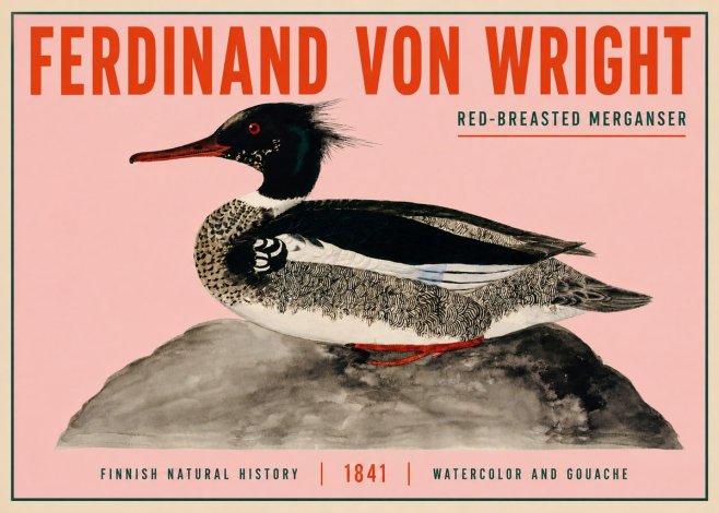 Ferdinand von Wright Red-breasted Merganser No3 - Juliste