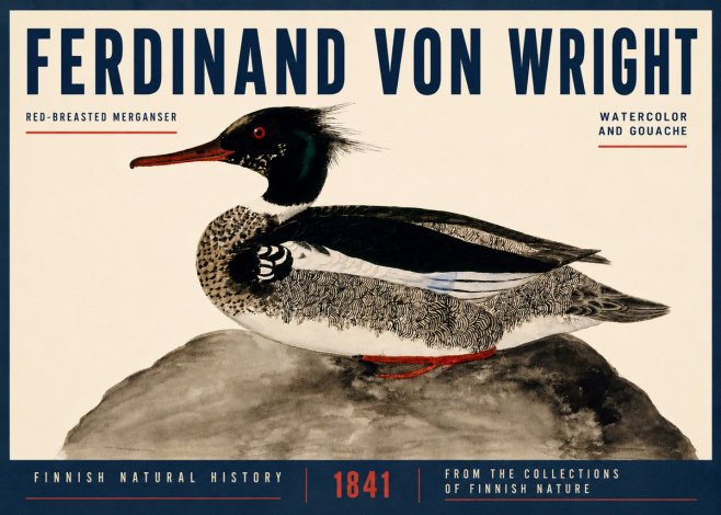 Ferdinand von Wright Red-breasted Merganser No4 - Juliste
