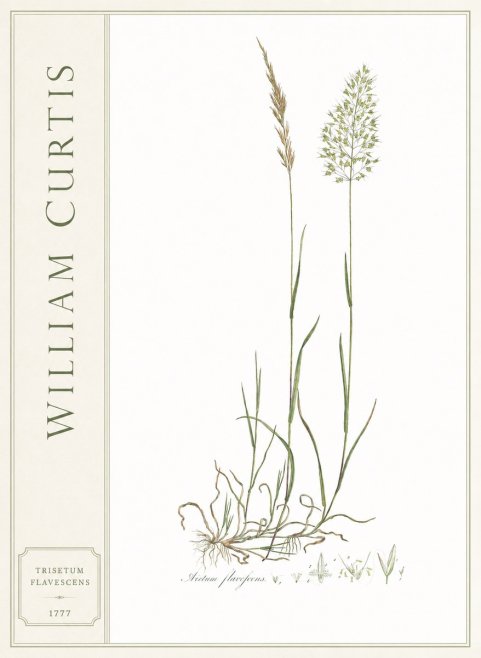 William Curtis Trisetum Flavescens III No2 - Juliste