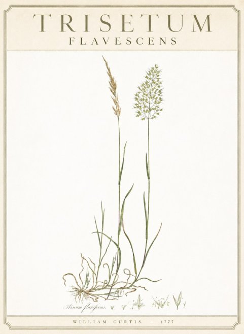 William Curtis Trisetum Flavescens III No3 - Juliste