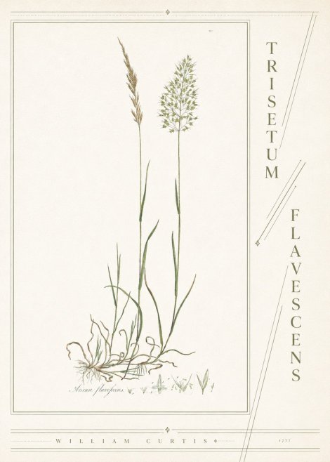 William Curtis Trisetum Flavescens III No4 - Juliste