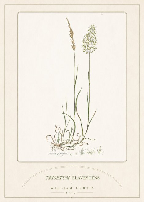 William Curtis Trisetum Flavescens III No5 - Juliste