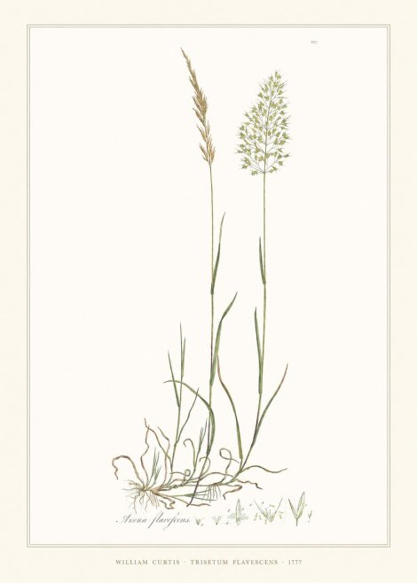 William Curtis Trisetum Flavescens III No6 - Juliste