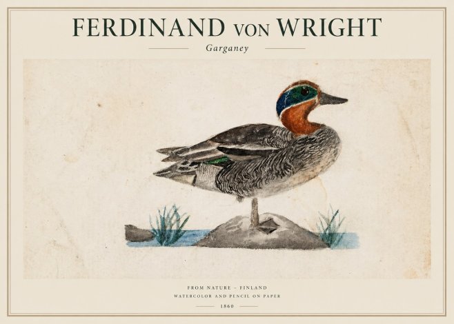 Ferdinand von Wright Garganey No1 - Juliste