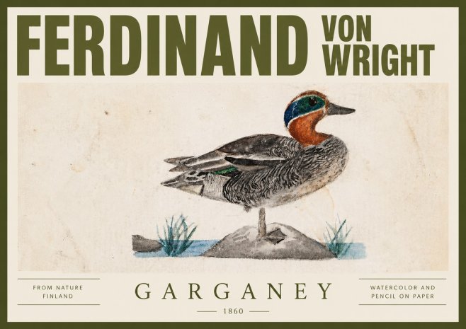 Ferdinand von Wright Garganey No4 - Juliste