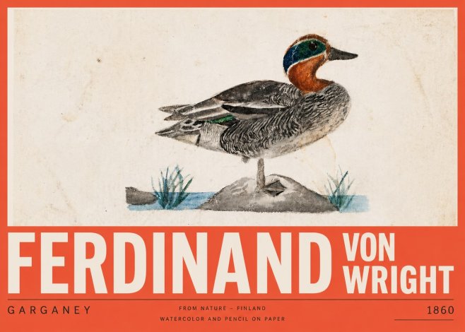 Ferdinand von Wright Garganey No5 - Juliste