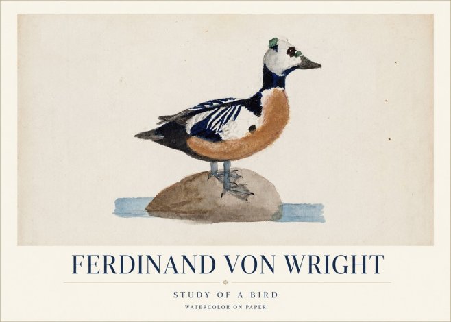 Ferdinand von Wright Study of a Bird No1 - Juliste