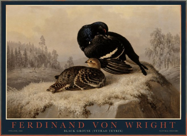 Ferdinand von Wright Black Grouse (Tetrao Tetrix) No1 - Juliste