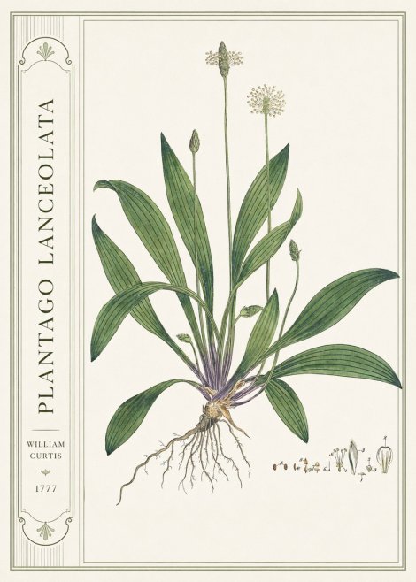 William Curtis Plantago Lanceolata IV No2 - Juliste