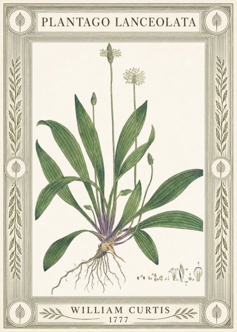 William Curtis Plantago Lanceolata IV No4 - Juliste