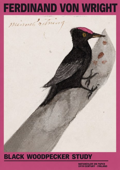 Ferdinand von Wright Black Woodpecker Study No2 - Juliste