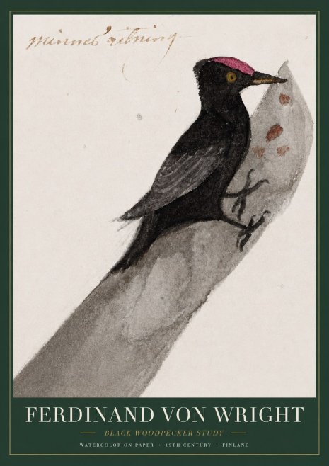 Ferdinand von Wright Black Woodpecker Study No3 - Juliste