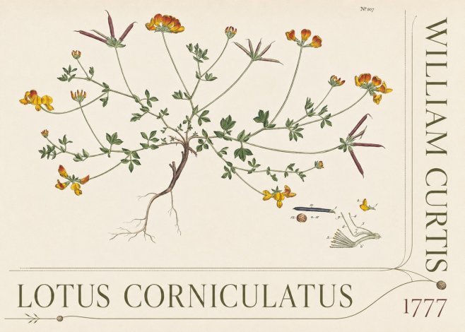 William Curtis Lotus Corniculatus III No5 - Juliste