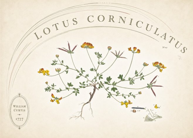 William Curtis Lotus Corniculatus III No6 - Juliste