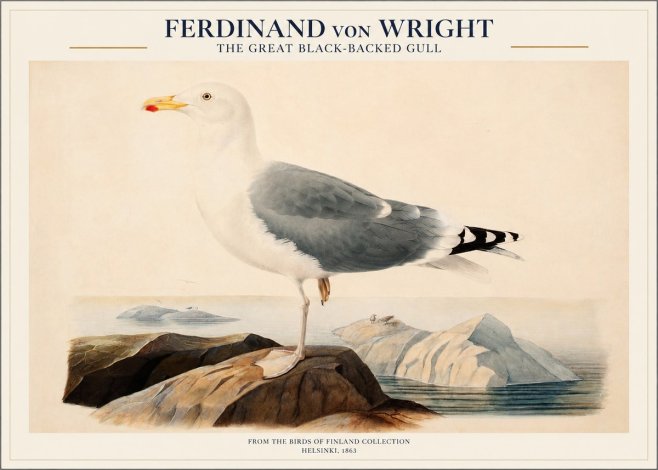 Ferdinand von Wright The Great Black-backed Gull No1 - Juliste