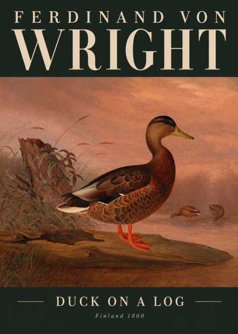 Ferdinand von Wright Wild Duck No3 - Juliste