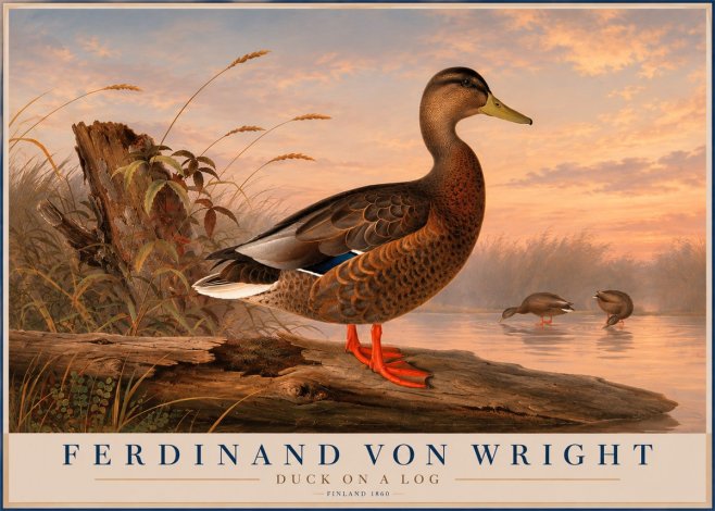 Ferdinand von Wright Wild Duck No6 - Juliste