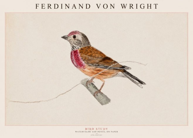 Ferdinand von Wright Bird Study No1 - Juliste