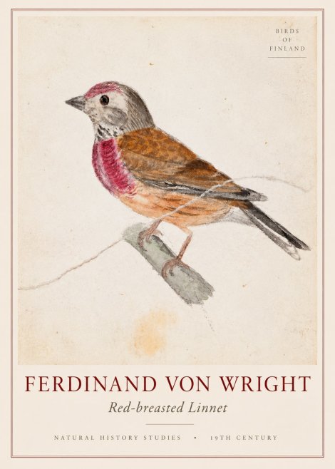 Ferdinand von Wright Bird Study No3 - Juliste