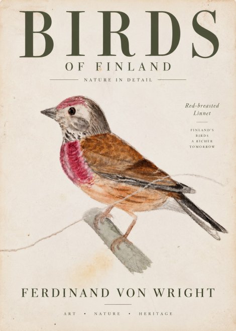 Ferdinand von Wright Bird Study No4 - Juliste