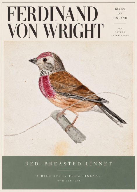 Ferdinand von Wright Bird Study No6 - Juliste