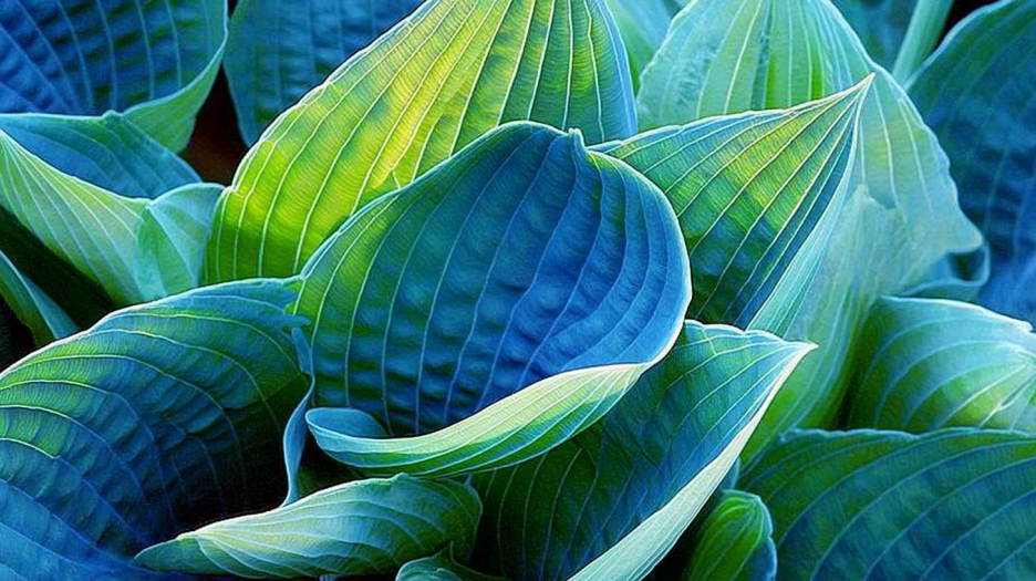 Lush Foliage Tapestry