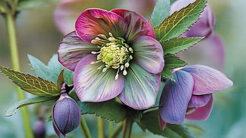 Silken Petal Whisper