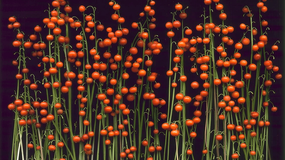 Thicket Radiance