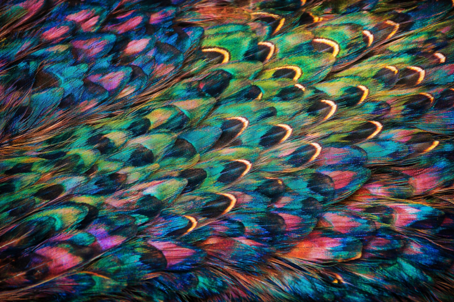 Peacock Peafowl Feather