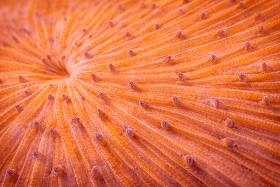 Oceanic Sunrise Burst