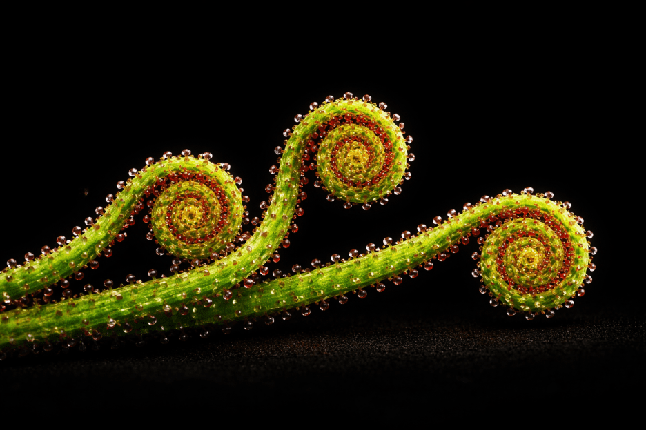Fractal Tendrils