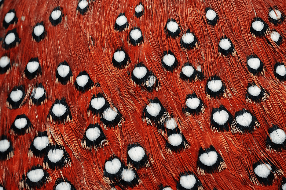 Poppy Mosaic