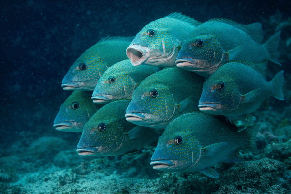 Schooling Lattice