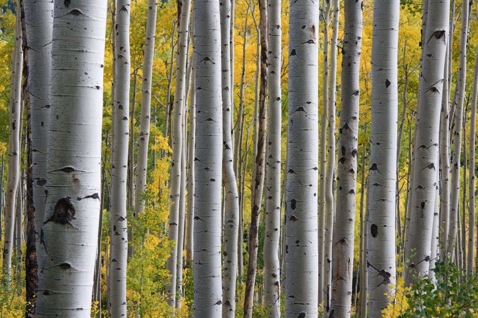Aspen Whispers