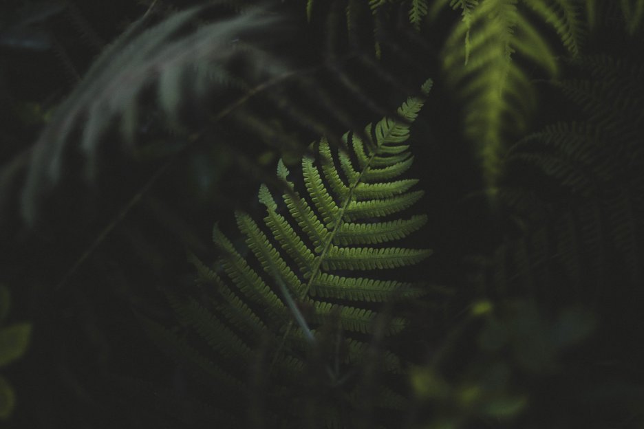 Foliage Whisper
