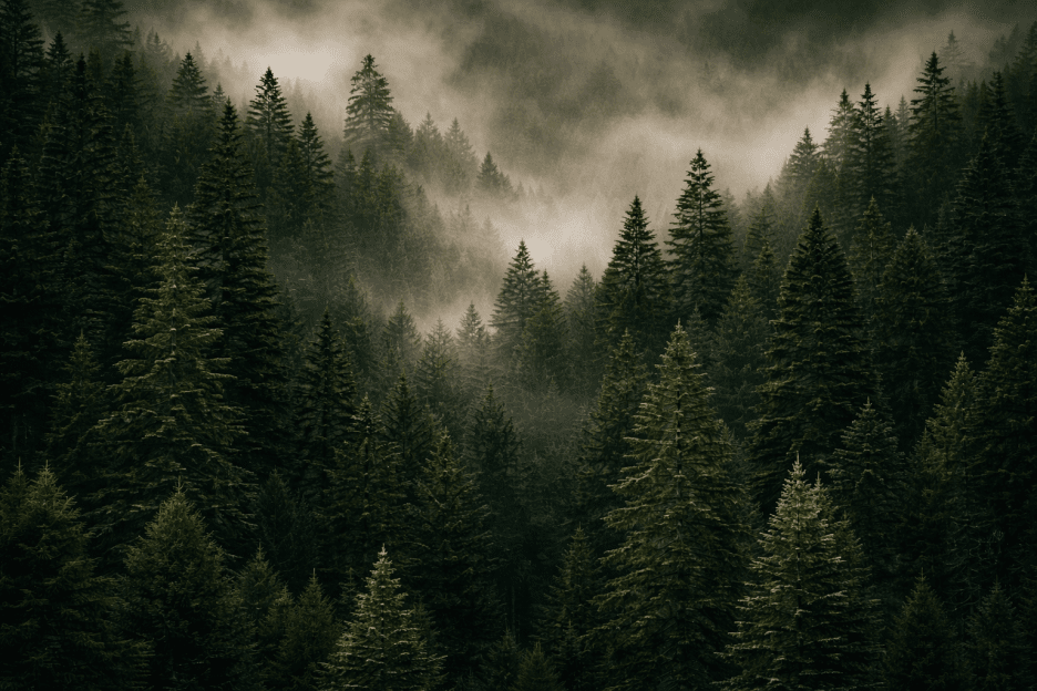 Whispering Canopy Ii