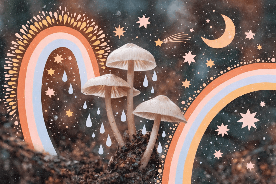 Mystic Rainforest Embers