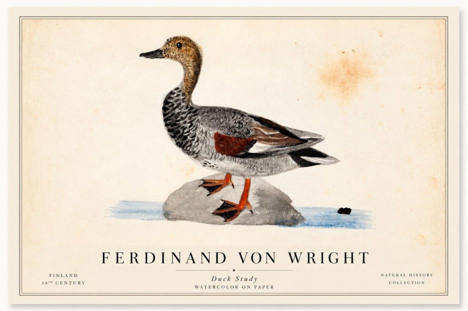 Ferdinand von Wright Duck on a Rock No2 - Juliste