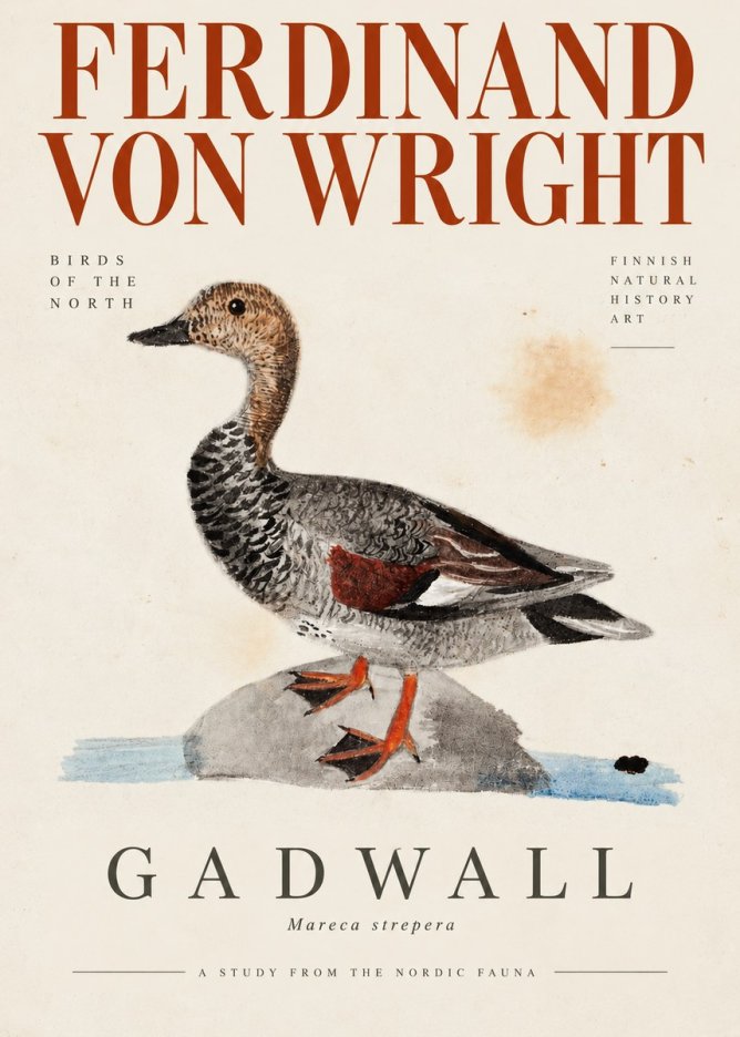 Ferdinand von Wright Duck on a Rock No4 - Juliste
