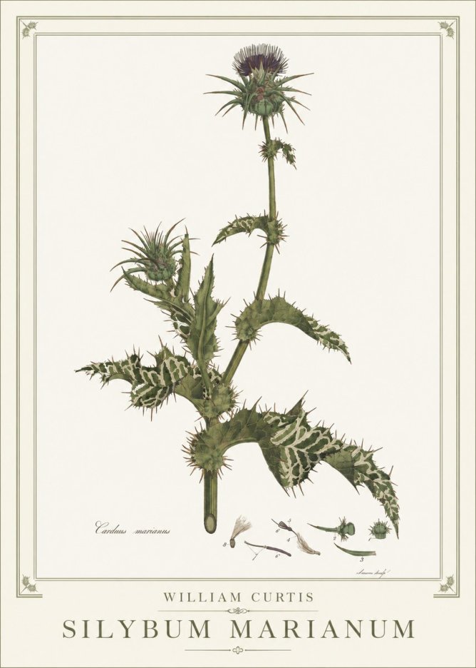 William Curtis Silybum Marianum No1 - Juliste