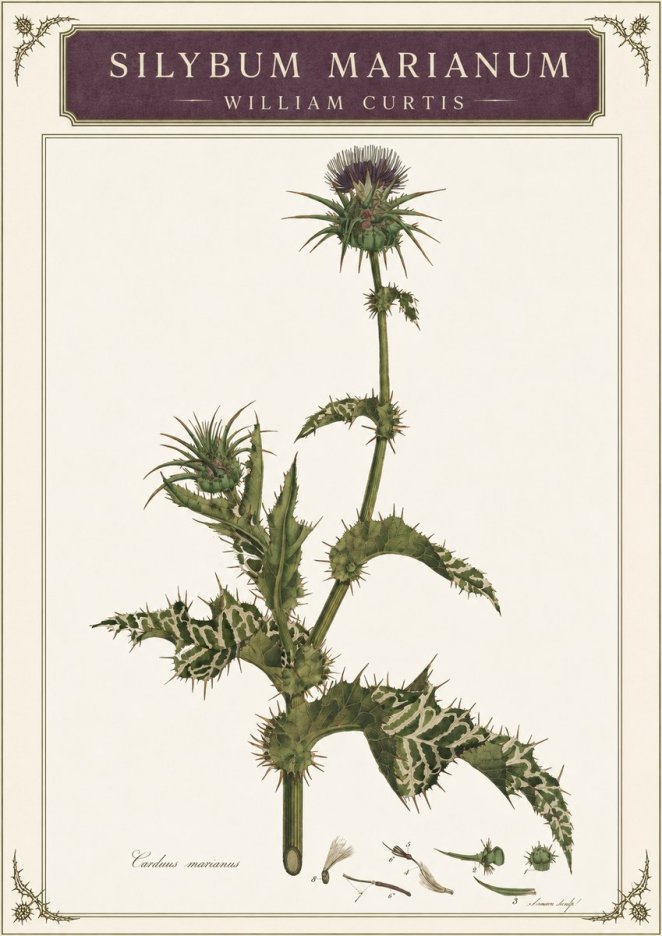 William Curtis Silybum Marianum No3 - Juliste