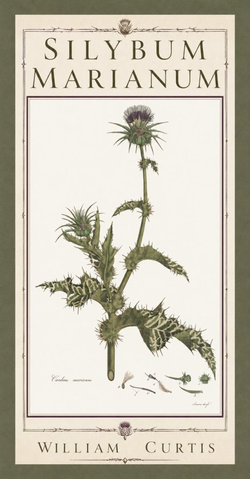 William Curtis Silybum Marianum No5 - Juliste