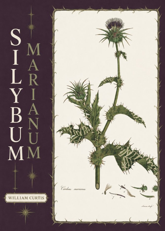 William Curtis Silybum Marianum No6 - Juliste