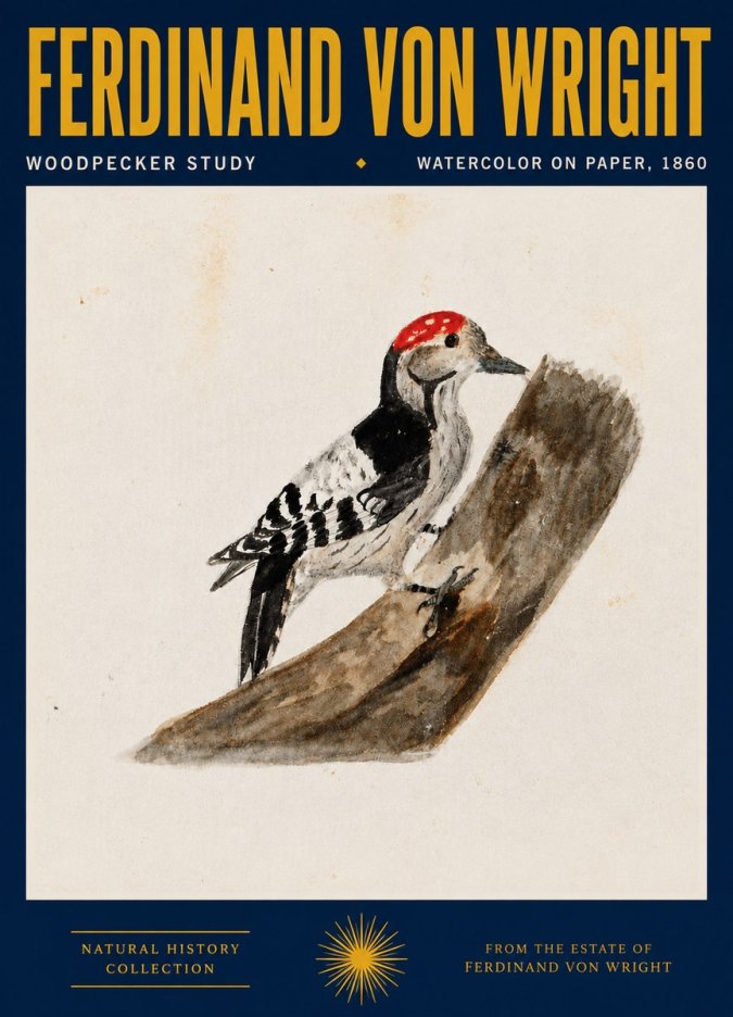 Ferdinand von Wright Woodpecker Study No4 - Juliste
