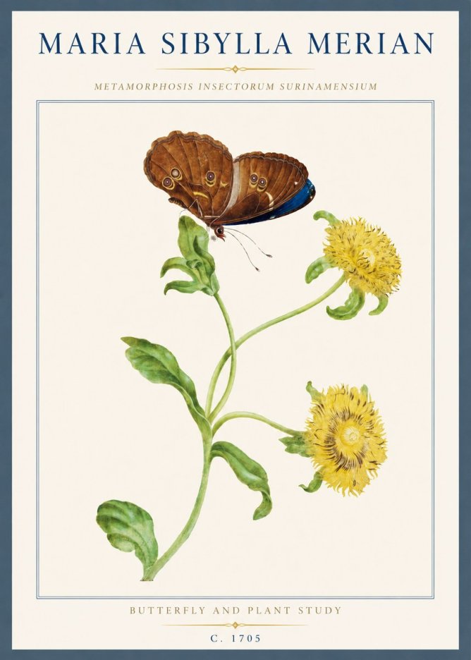 Maria Sibylla Merian Butterfly and Plant Study No3 - Juliste