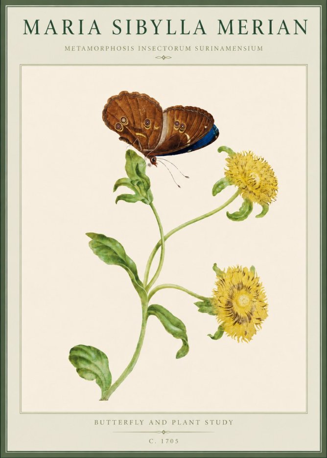 Maria Sibylla Merian Butterfly and Plant Study No4 - Juliste