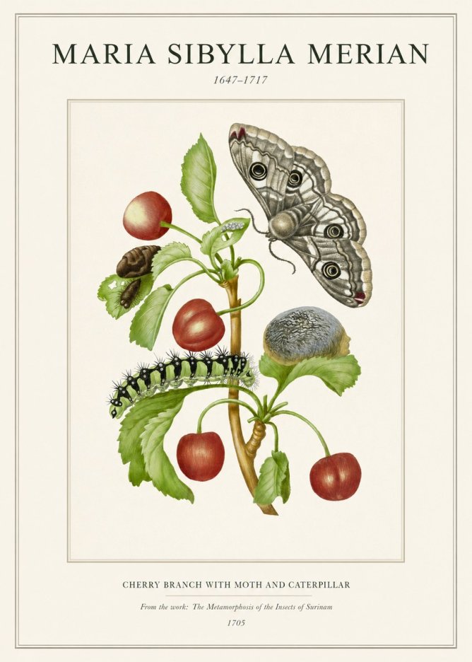 Maria Sibylla Merian Cherry Branch with Moth and Caterpillar No1 - Juliste